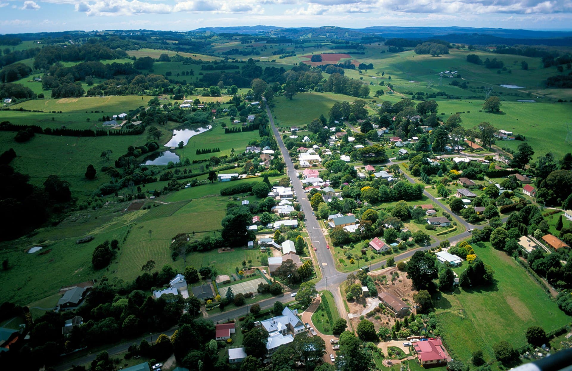 Burrawang